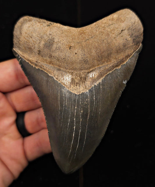High-Quality, 4.69" Fossil Megalodon Tooth - Georgia - Fossil Driven
