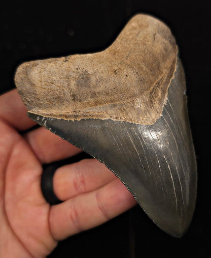High-Quality, 4.69" Fossil Megalodon Tooth - Georgia - Fossil Driven