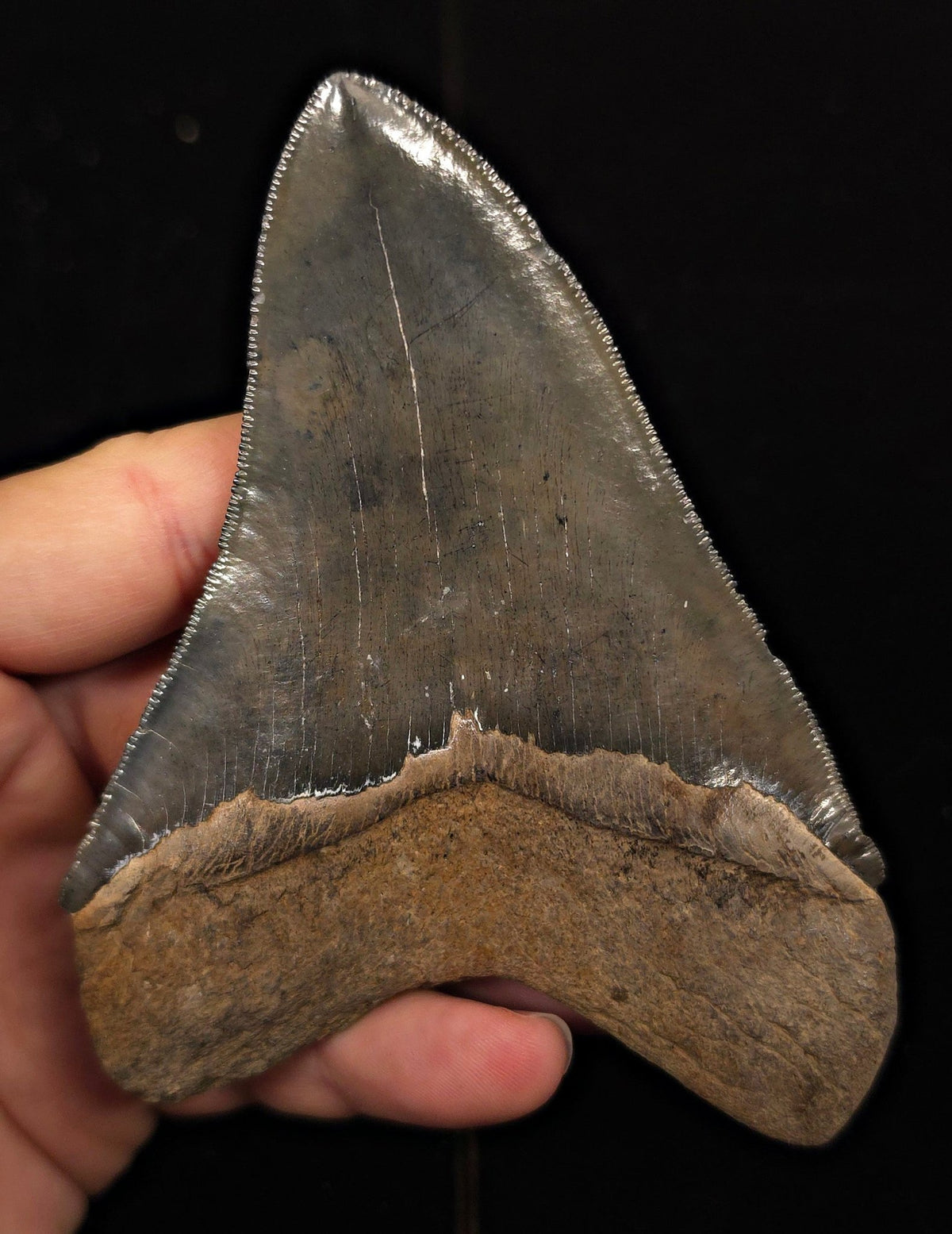 High-Quality, 4.69" Fossil Megalodon Tooth - Georgia - Fossil Driven