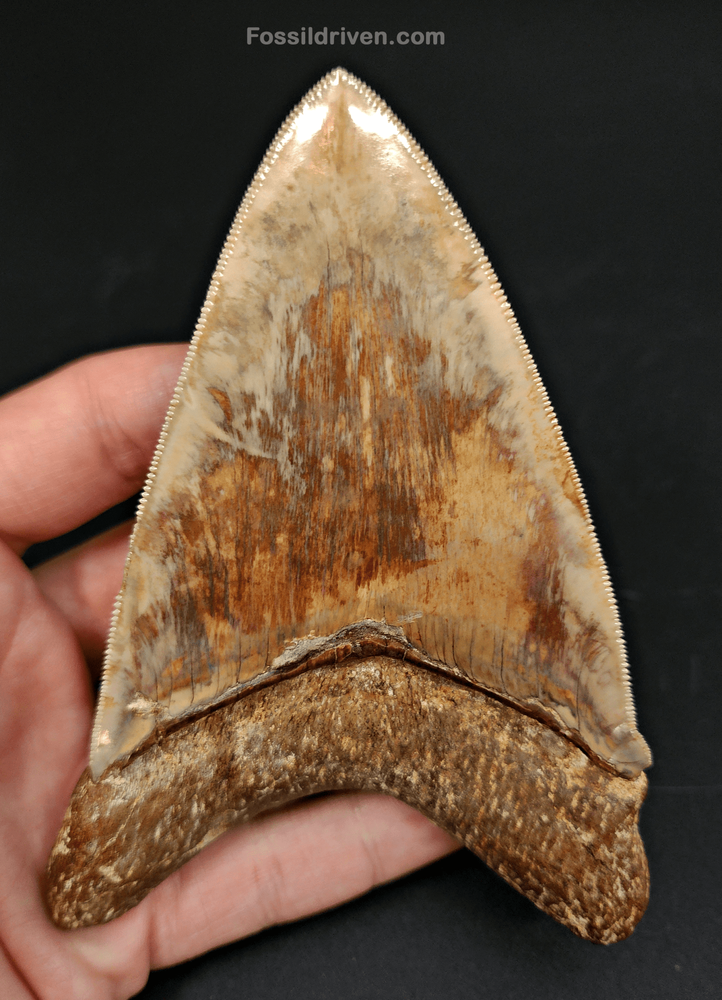 High Quality, 4.83" Fossil Megalodon Tooth - Indonesia - Fossil Driven