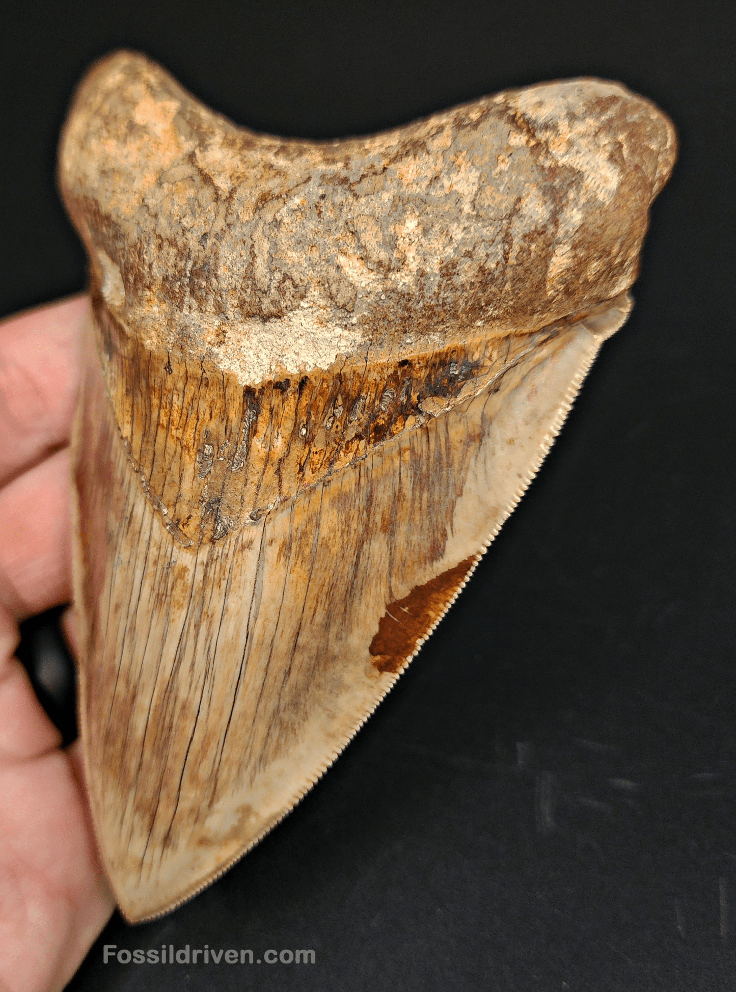 High Quality, 4.83" Fossil Megalodon Tooth - Indonesia - Fossil Driven