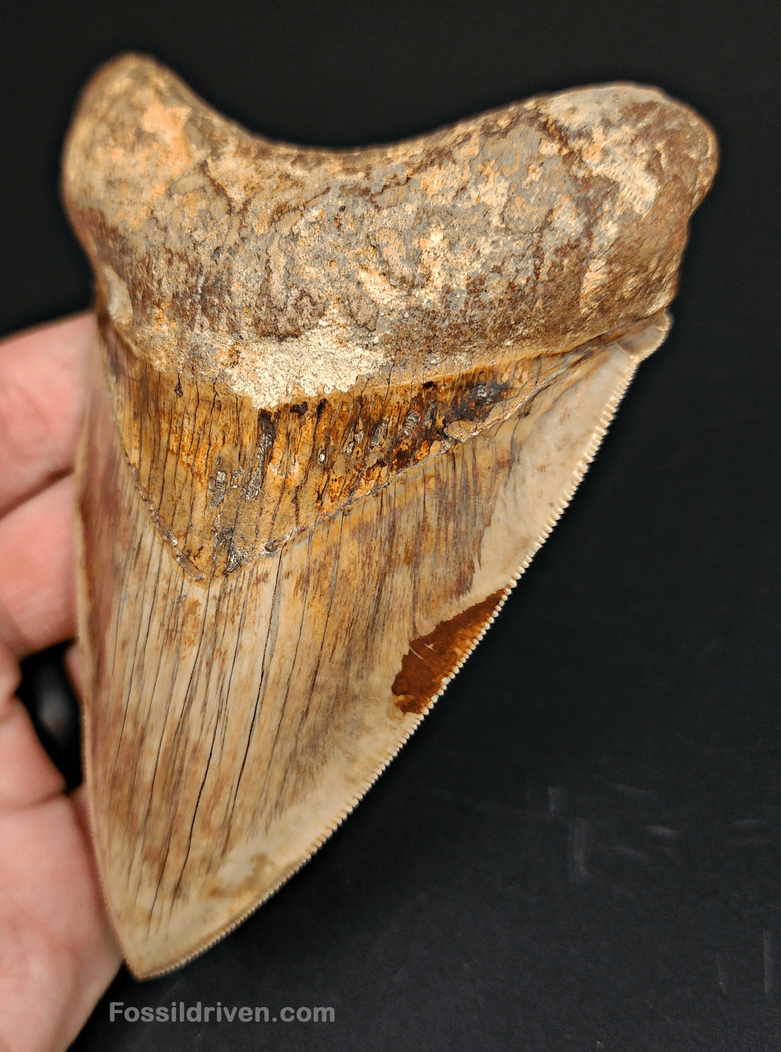 High Quality, 4.83" Fossil Megalodon Tooth - Indonesia - Fossil Driven