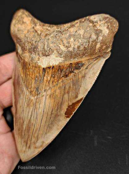 High Quality, 4.83" Fossil Megalodon Tooth - Indonesia - Fossil Driven