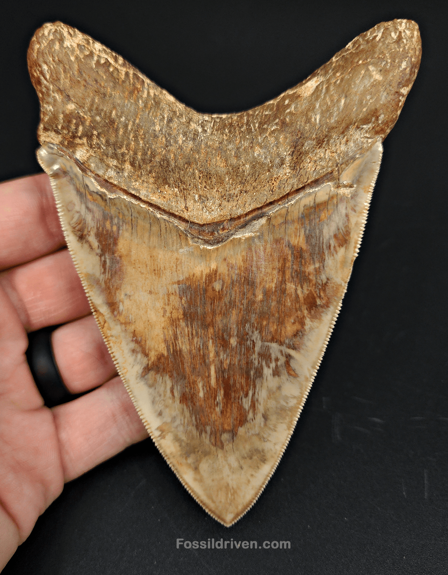 High Quality, 4.83" Fossil Megalodon Tooth - Indonesia - Fossil Driven