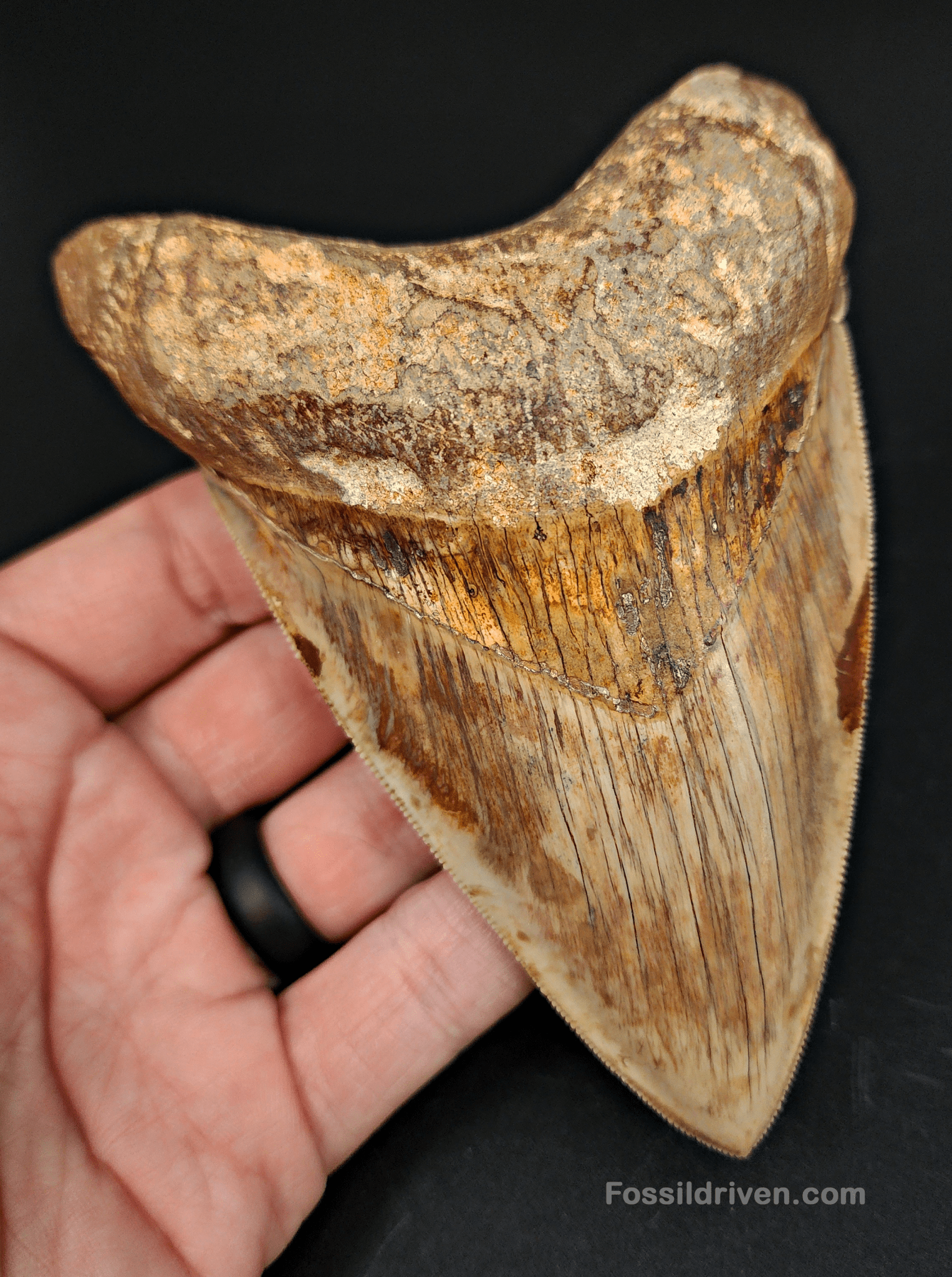High Quality, 4.83" Fossil Megalodon Tooth - Indonesia - Fossil Driven