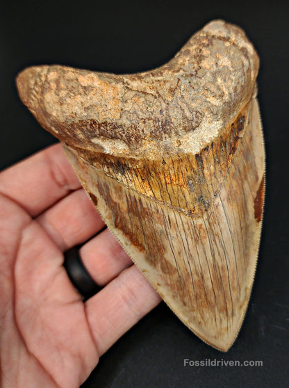High-Quality, 4.83" Fossil Megalodon Tooth - Java, Indonesia - Fossil Driven