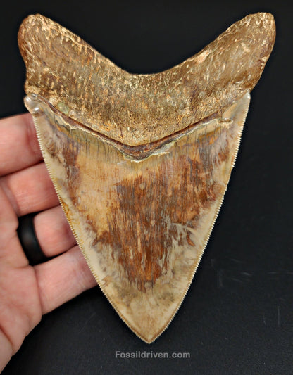 High-Quality, 4.83" Fossil Megalodon Tooth - Java, Indonesia - Fossil Driven
