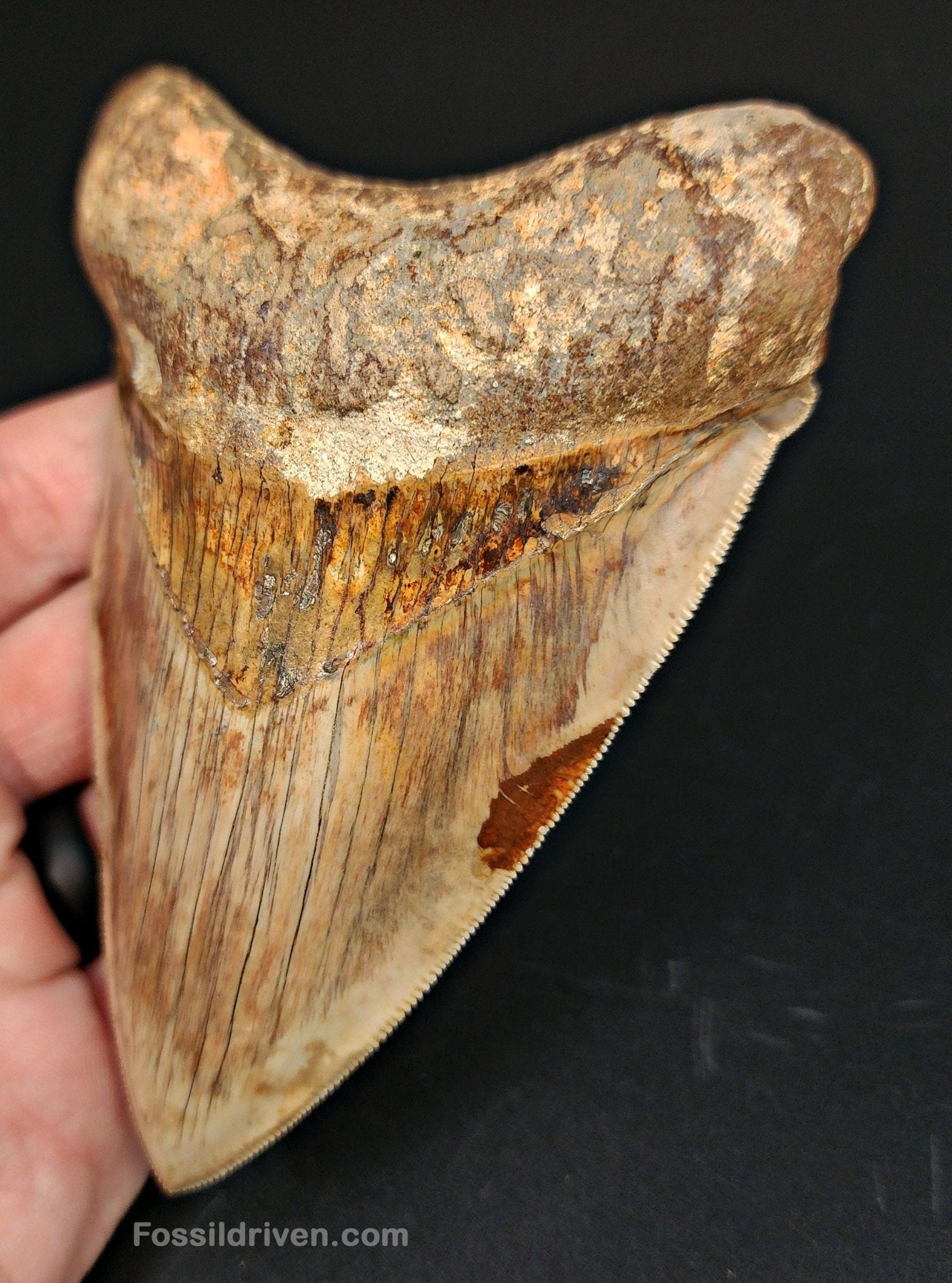 High-Quality, 4.83" Fossil Megalodon Tooth - Java, Indonesia - Fossil Driven