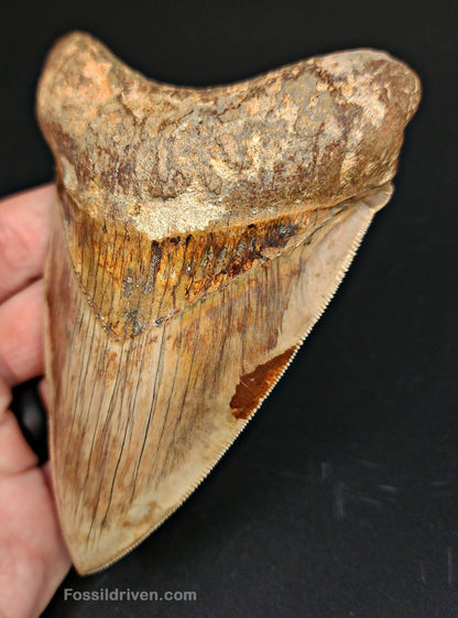 High-Quality, 4.83" Fossil Megalodon Tooth - Java, Indonesia - Fossil Driven