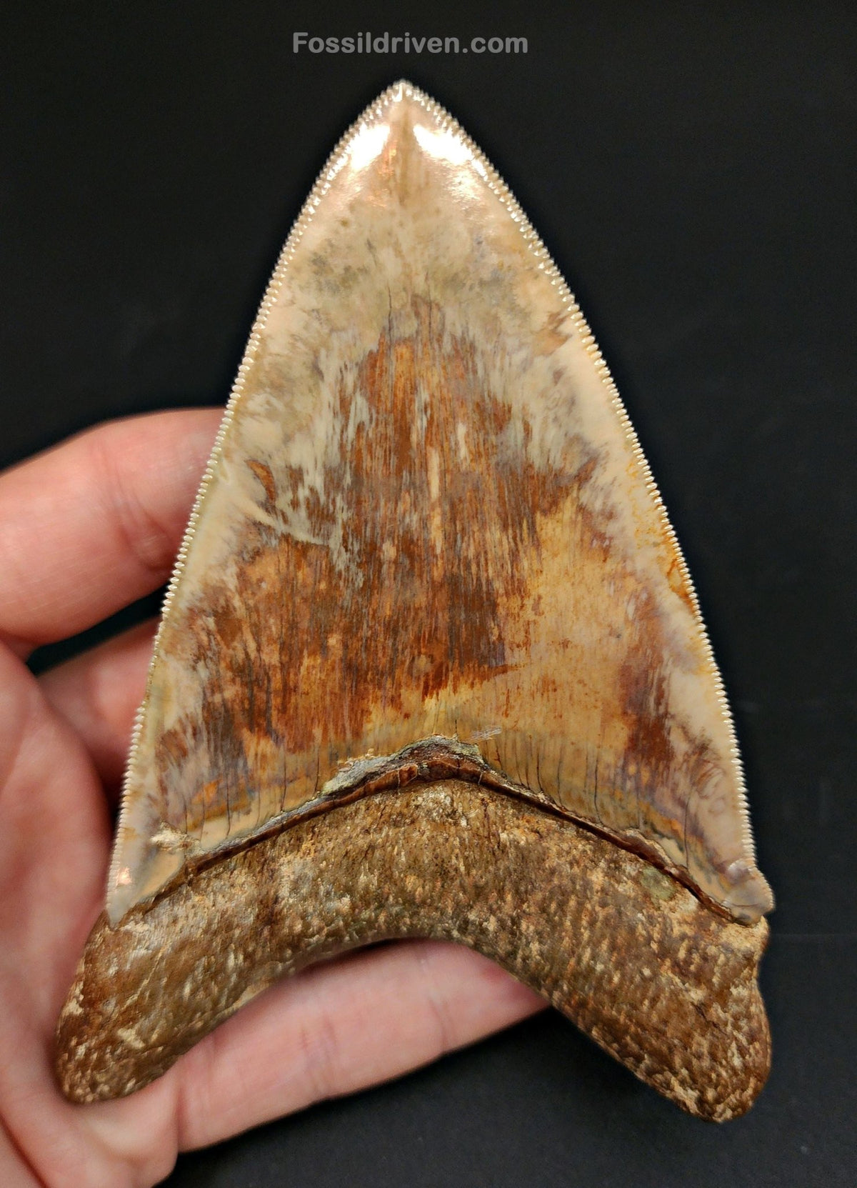 High-Quality, 4.83" Fossil Megalodon Tooth - Java, Indonesia - Fossil Driven