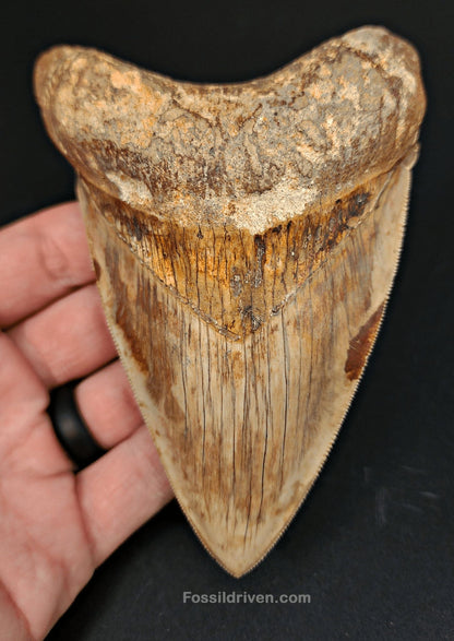 High-Quality, 4.83" Fossil Megalodon Tooth - Java, Indonesia - Fossil Driven