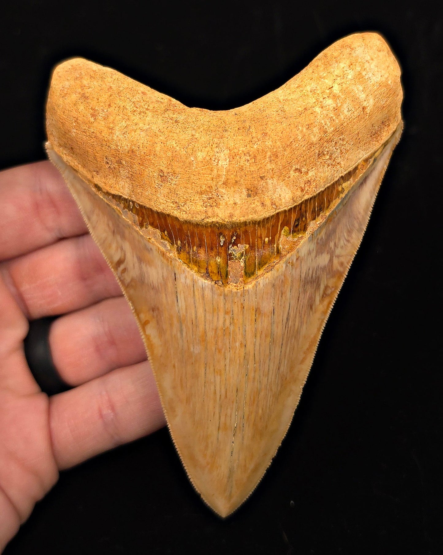 High-Quality, 4.85" Fossil Megalodon Tooth - Java, Indonesia - Fossil Driven
