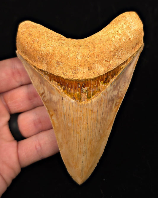 High-Quality, 4.85" Fossil Megalodon Tooth - Java, Indonesia - Fossil Driven