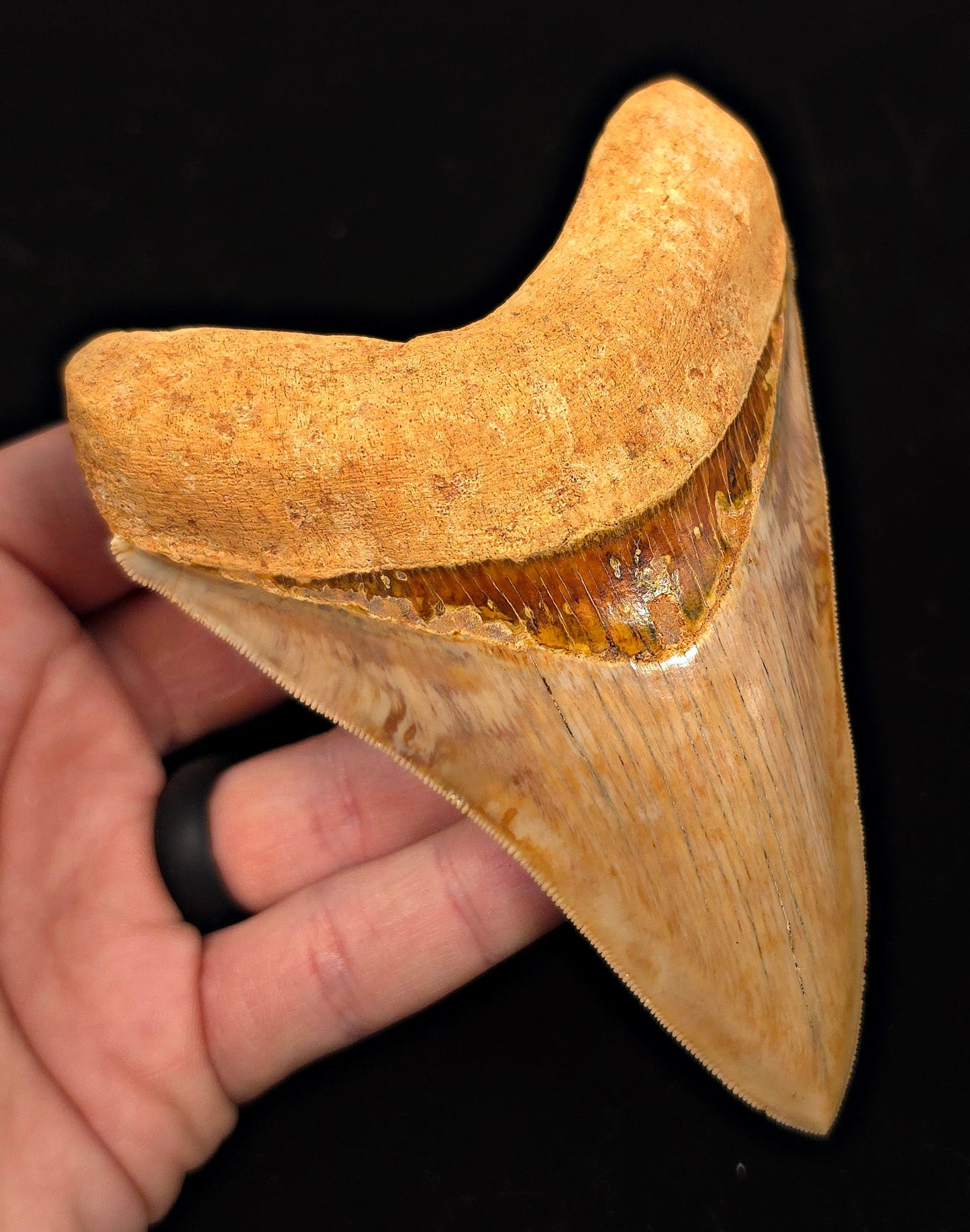 High-Quality, 4.85" Fossil Megalodon Tooth - Java, Indonesia - Fossil Driven