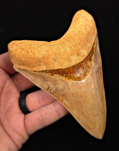 High-Quality, 4.85" Fossil Megalodon Tooth - Java, Indonesia - Fossil Driven