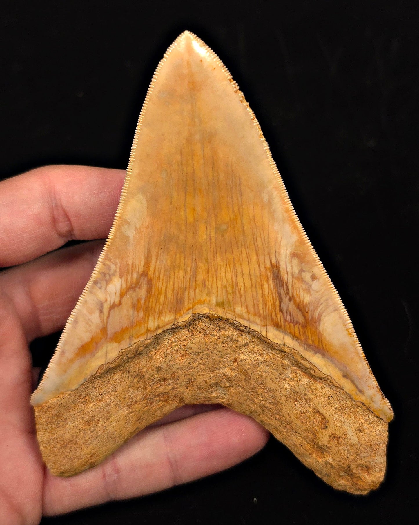 High-Quality, 4.85" Fossil Megalodon Tooth - Java, Indonesia - Fossil Driven