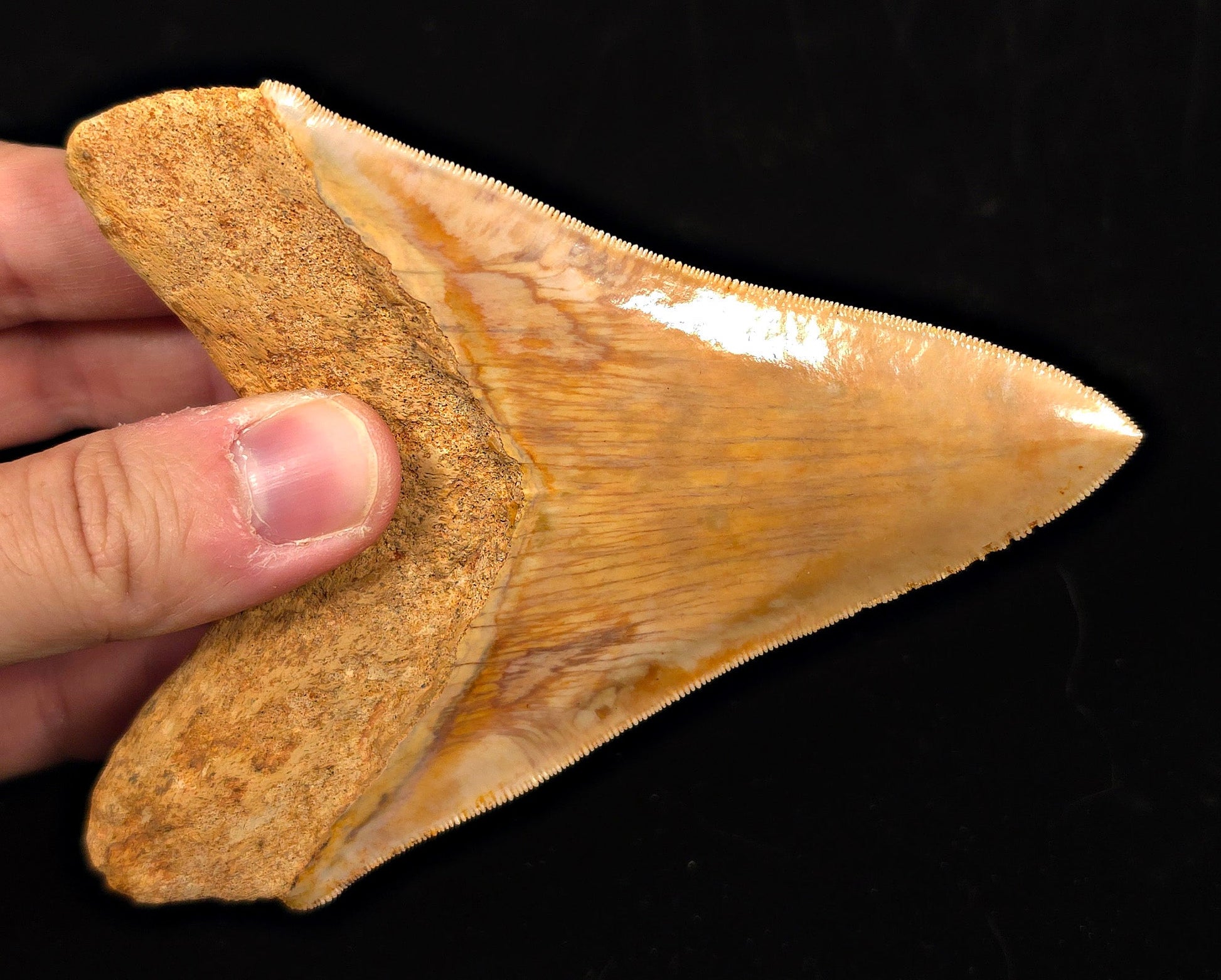 High-Quality, 4.85" Fossil Megalodon Tooth - Java, Indonesia - Fossil Driven