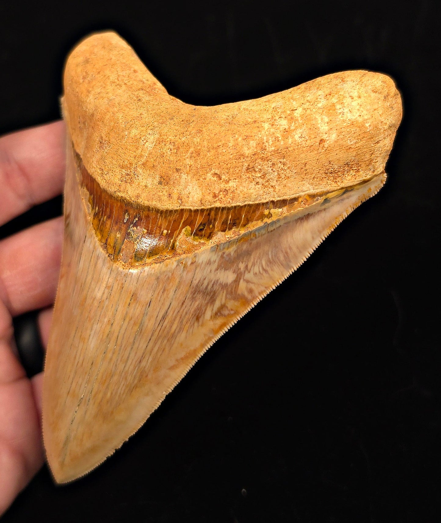 High-Quality, 4.85" Fossil Megalodon Tooth - Java, Indonesia - Fossil Driven