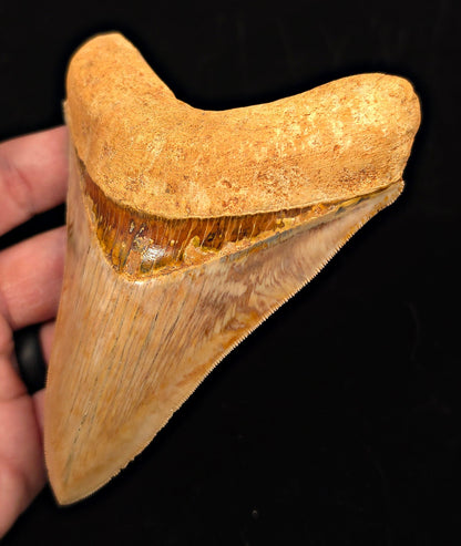 High-Quality, 4.85" Fossil Megalodon Tooth - Java, Indonesia - Fossil Driven