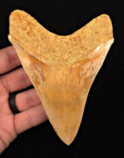 High-Quality, 4.85" Fossil Megalodon Tooth - Java, Indonesia - Fossil Driven