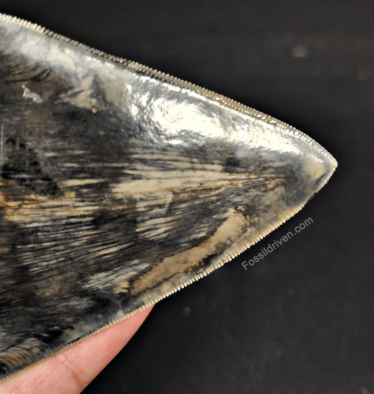 High-Quality, 4.86" Fossil Megalodon Tooth - Java, Indonesia - Fossil Driven