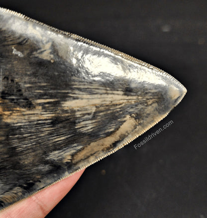 High-Quality, 4.86" Fossil Megalodon Tooth - Java, Indonesia - Fossil Driven