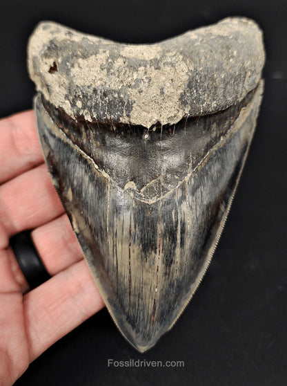 High-Quality, 4.86" Fossil Megalodon Tooth - Java, Indonesia - Fossil Driven