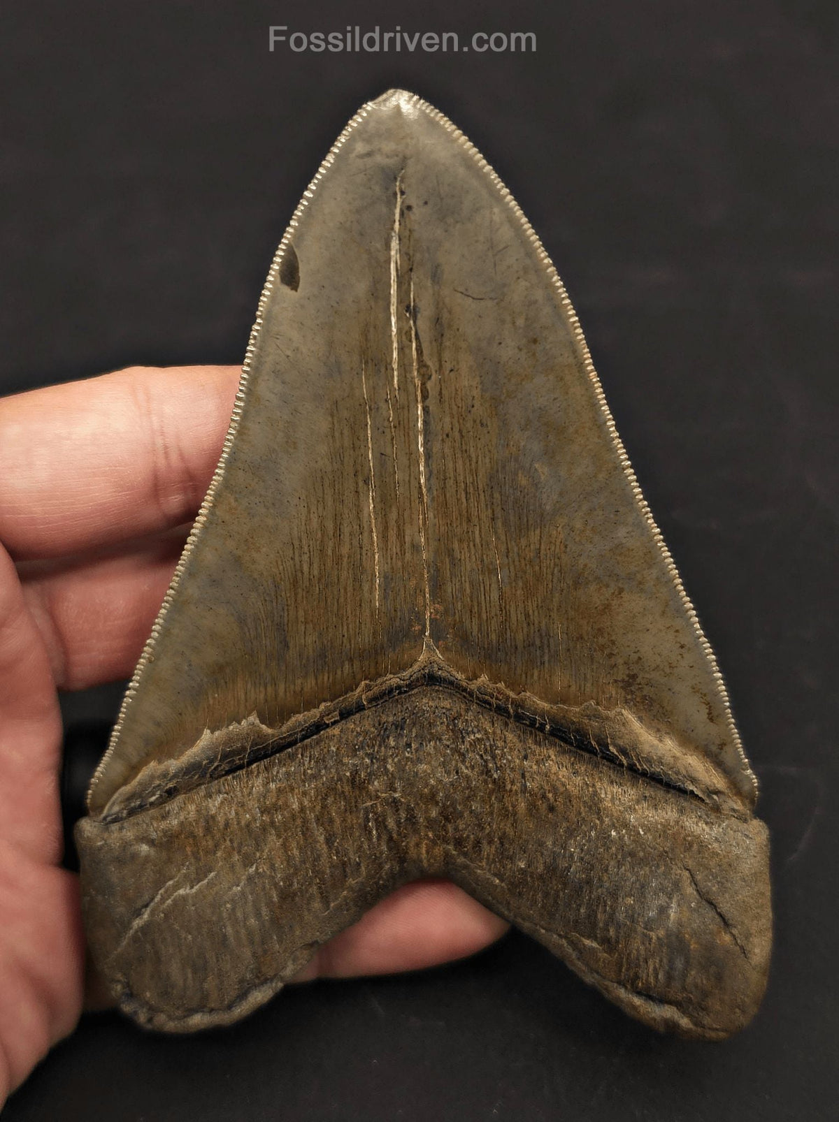 High-Quality, 4.87" Fossil Megalodon Tooth - Charleston, South Carolina - Fossil Driven