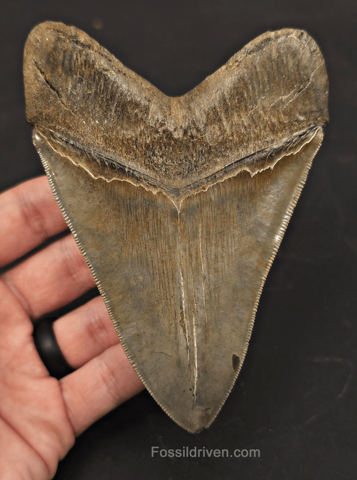 High-Quality, 4.87" Fossil Megalodon Tooth - Charleston, South Carolina - Fossil Driven
