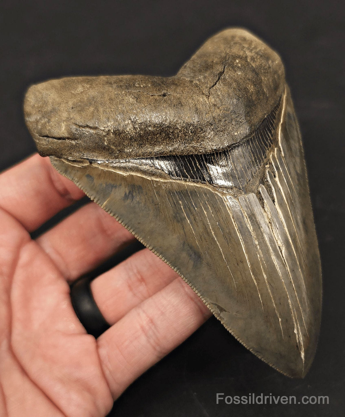 High-Quality, 4.87" Fossil Megalodon Tooth - Charleston, South Carolina - Fossil Driven