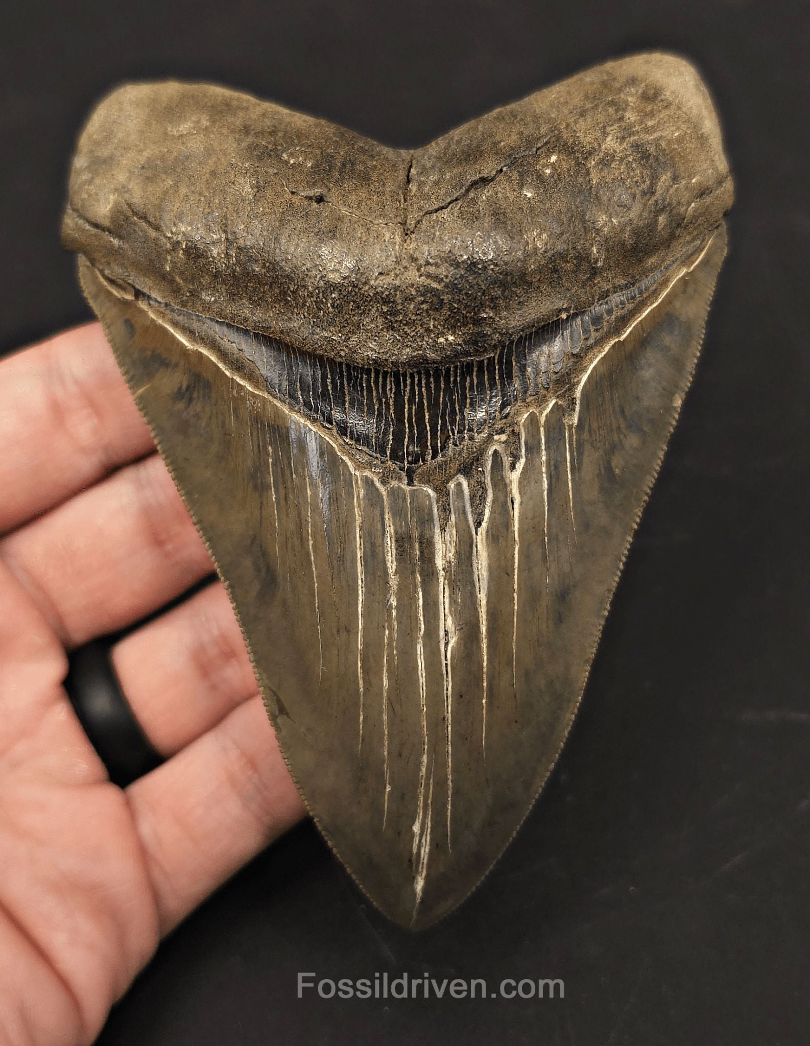 High-Quality, 4.87" Fossil Megalodon Tooth - Charleston, South Carolina - Fossil Driven