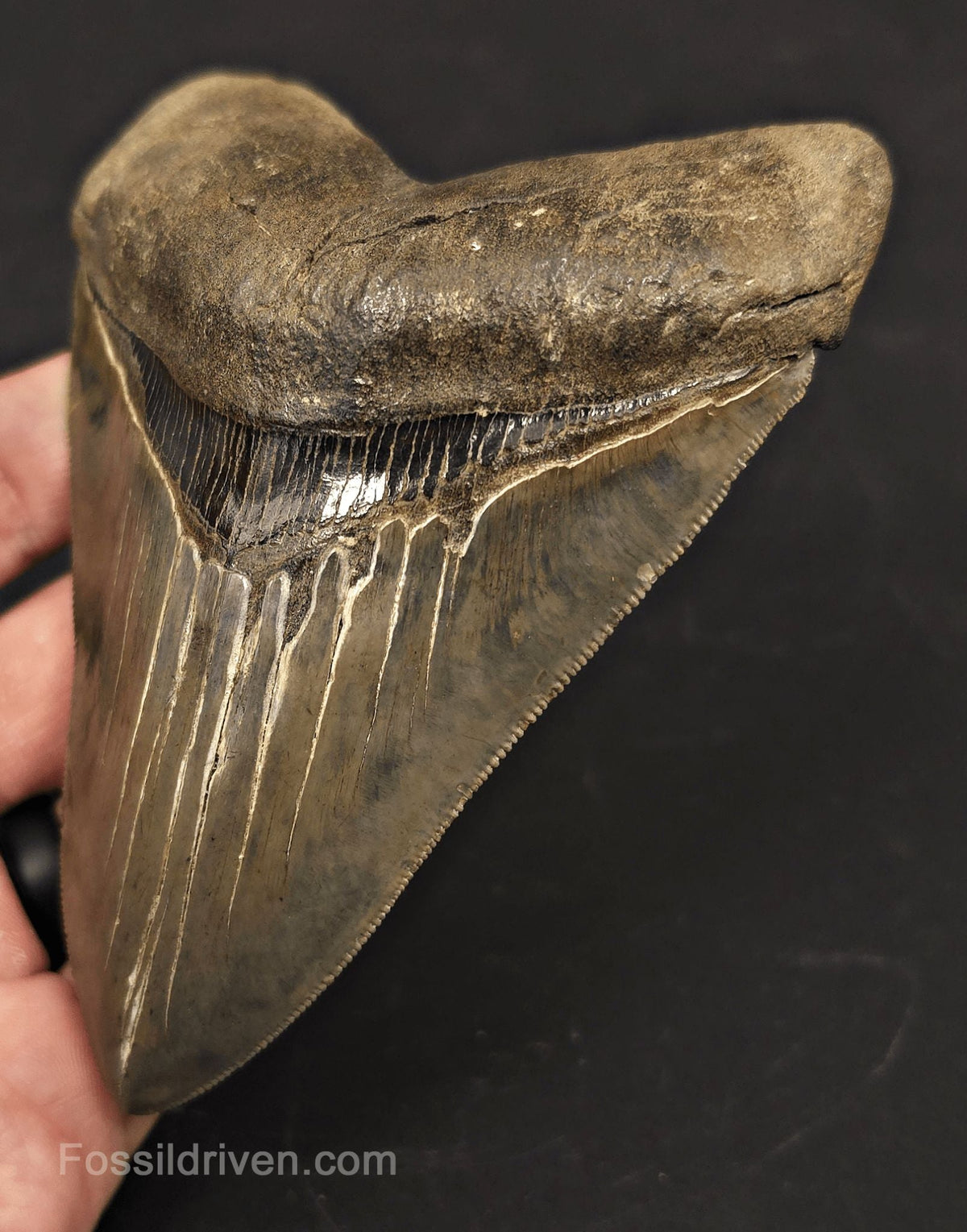 High-Quality, 4.87" Fossil Megalodon Tooth - Charleston, South Carolina - Fossil Driven