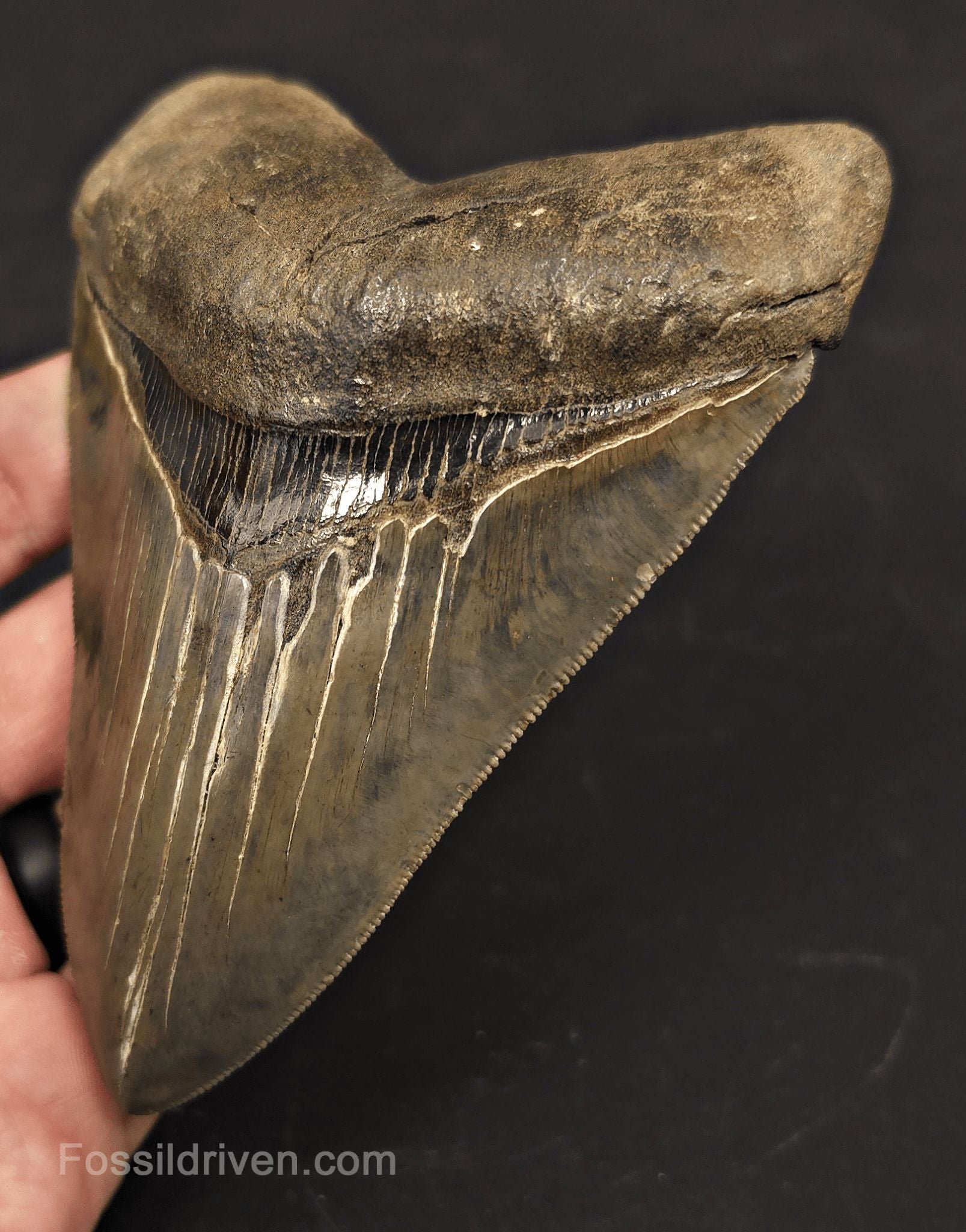 High-Quality, 4.87" Fossil Megalodon Tooth - Charleston, South Carolina - Fossil Driven