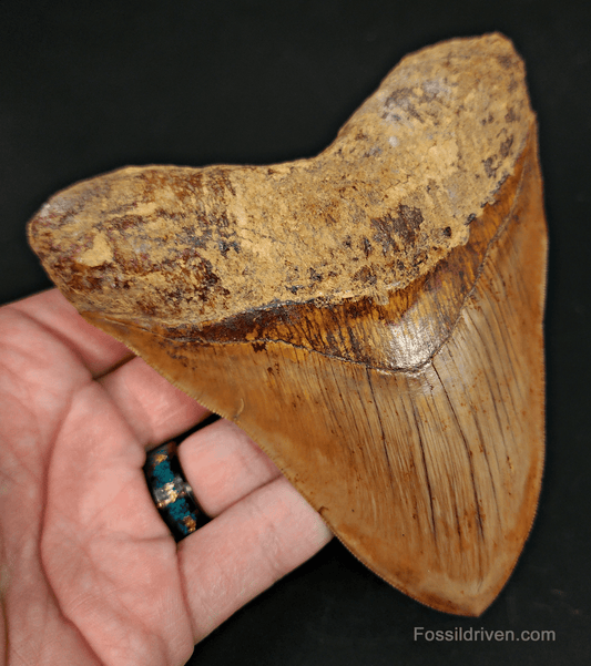 High - Quality 5.01" Megalodon Tooth - Indonesia - Real Fossil Shark Tooth - Fossil Driven