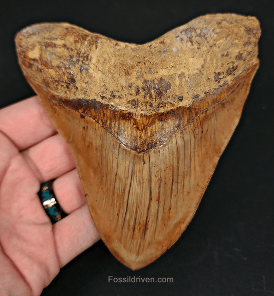 High - Quality 5.01" Megalodon Tooth - Indonesia - Real Fossil Shark Tooth - Fossil Driven