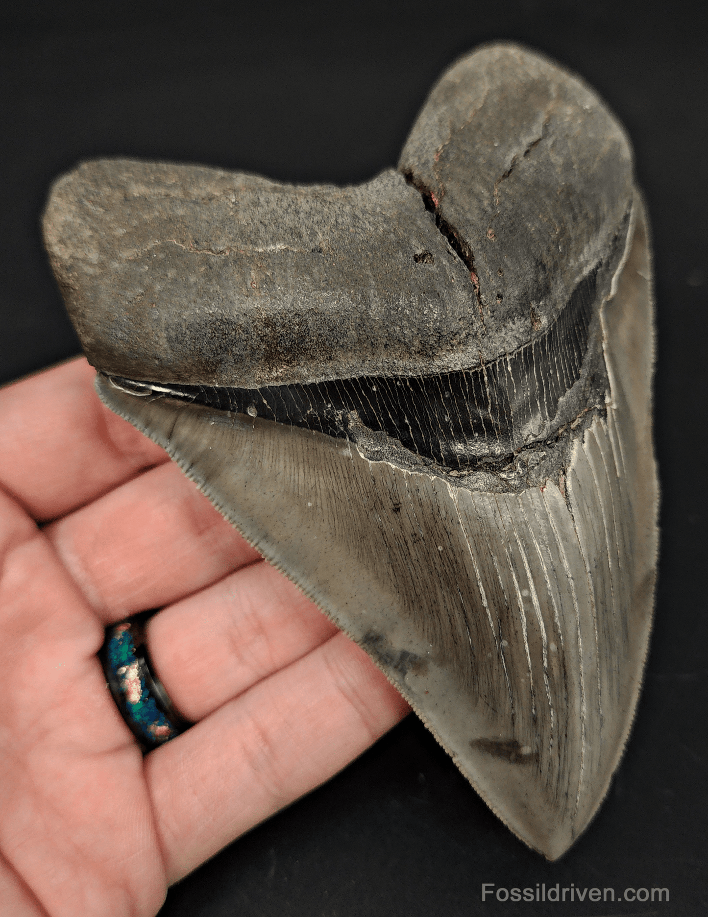 High - Quality 5.06" Megalodon Tooth - Georgia - Real Fossil Shark Tooth - Fossil Driven