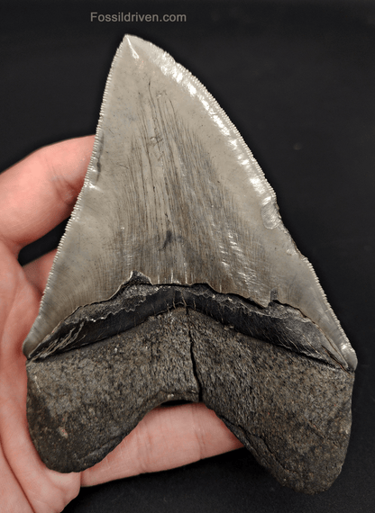 High - Quality 5.06" Megalodon Tooth - Georgia - Real Fossil Shark Tooth - Fossil Driven