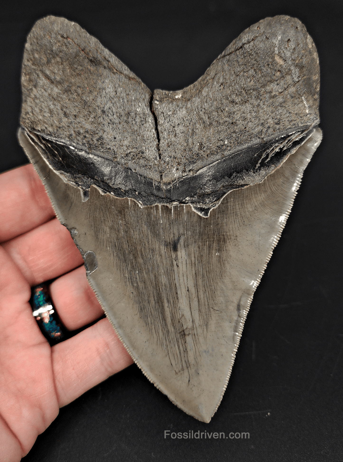 High - Quality 5.06" Megalodon Tooth - Georgia - Real Fossil Shark Tooth - Fossil Driven