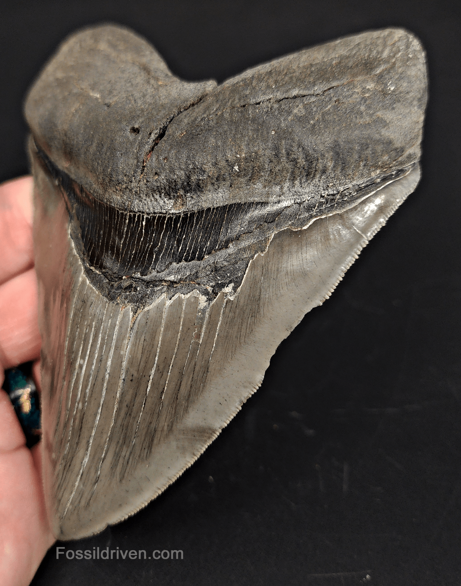 High - Quality 5.06" Megalodon Tooth - Georgia - Real Fossil Shark Tooth - Fossil Driven