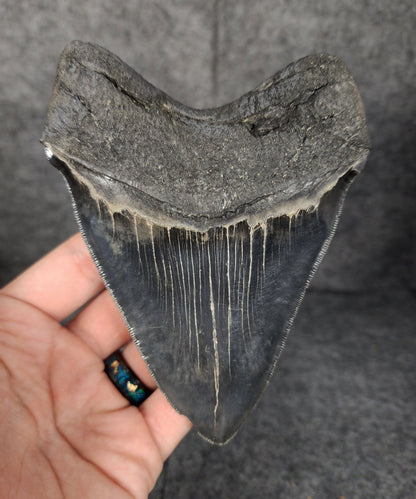 High Quality, 5.10" Fossil Megalodon Tooth - South Carolina - Fossil Driven