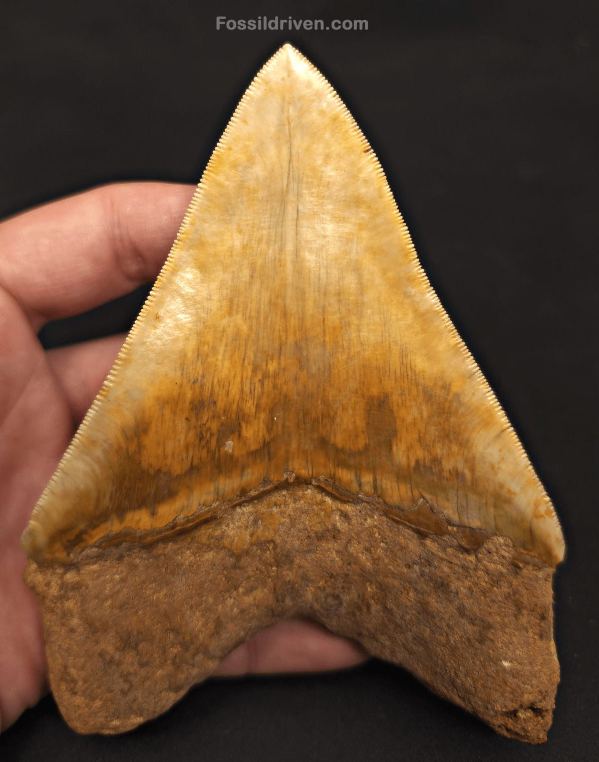 High-Quality 5.10" Megalodon Tooth - Indonesia - Real Fossil Shark Tooth - Fossil Driven