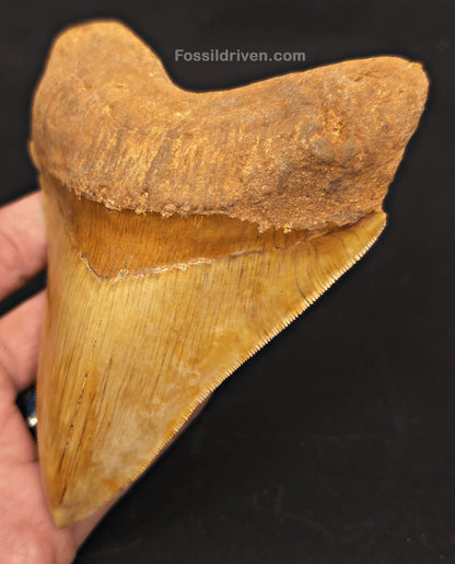 High-Quality 5.10" Megalodon Tooth - Indonesia - Real Fossil Shark Tooth - Fossil Driven