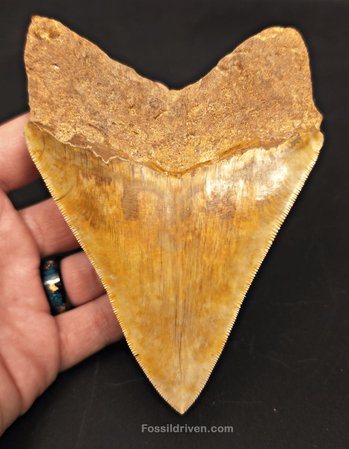 High-Quality 5.10" Megalodon Tooth - Indonesia - Real Fossil Shark Tooth - Fossil Driven