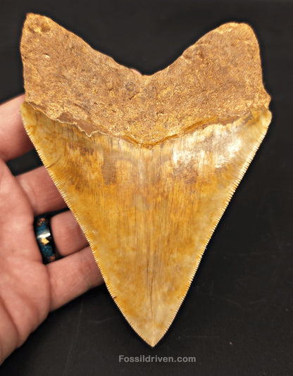 High-Quality 5.10" Megalodon Tooth - Indonesia - Real Fossil Shark Tooth - Fossil Driven