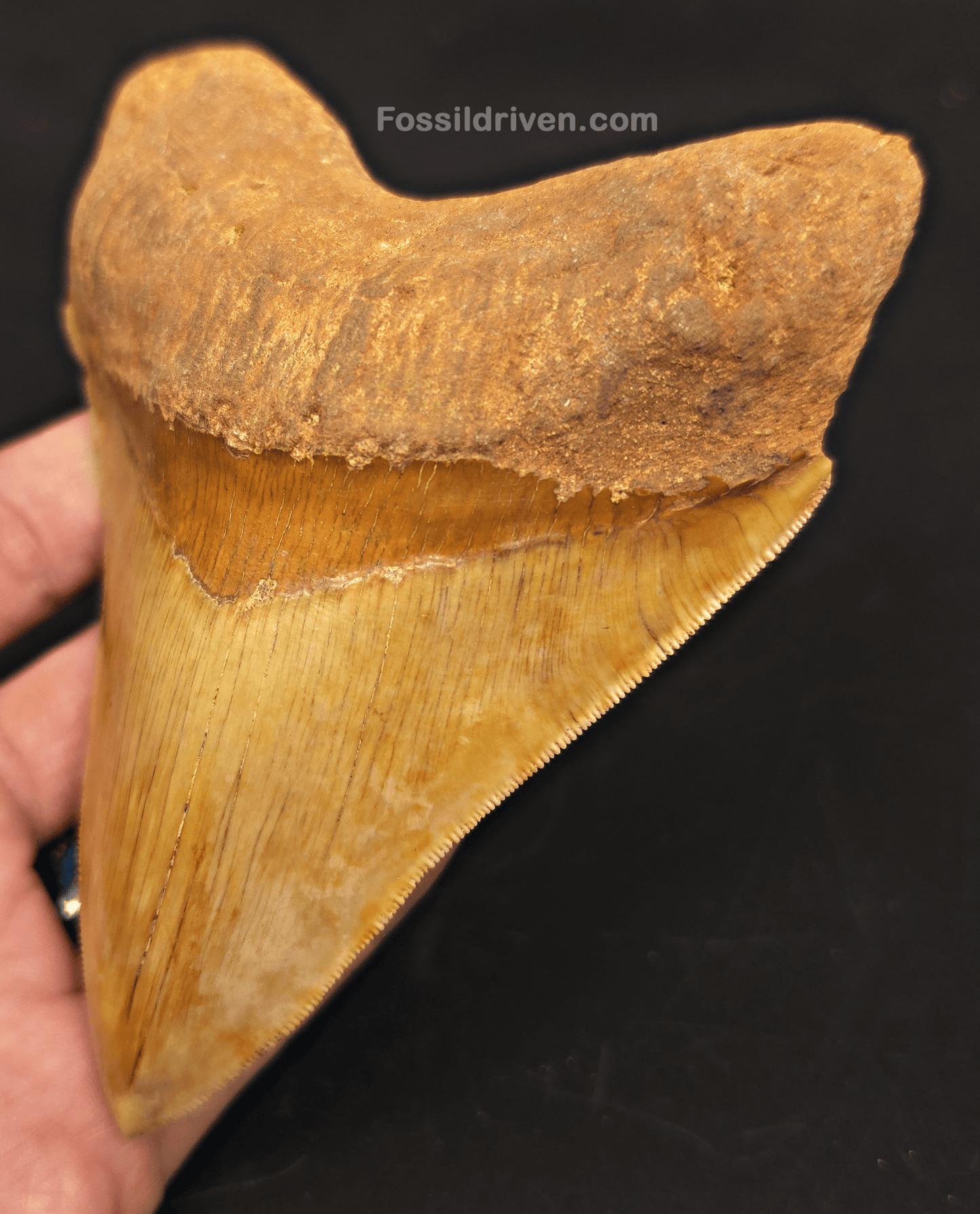 High - Quality 5.10" Megalodon Tooth - Indonesia - Real Fossil Shark Tooth - Fossil Driven