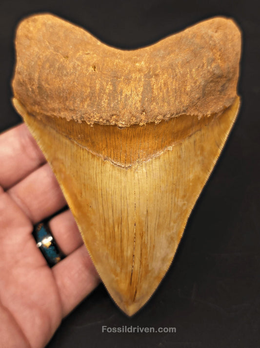 High-Quality 5.10" Megalodon Tooth - Indonesia - Real Fossil Shark Tooth - Fossil Driven