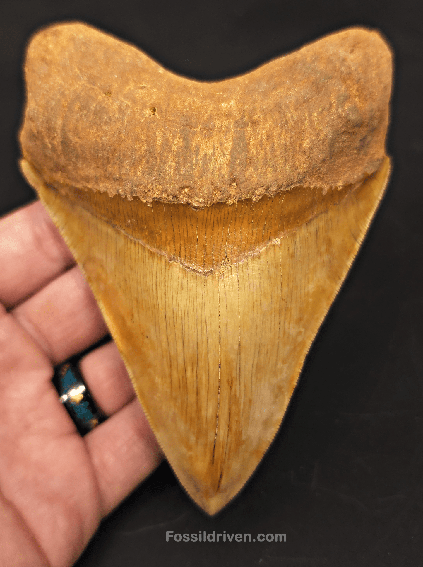 High - Quality 5.10" Megalodon Tooth - Indonesia - Real Fossil Shark Tooth - Fossil Driven