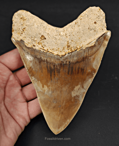 High Quality, 5.15" Fossil Megalodon Tooth - Indonesia - Fossil Driven