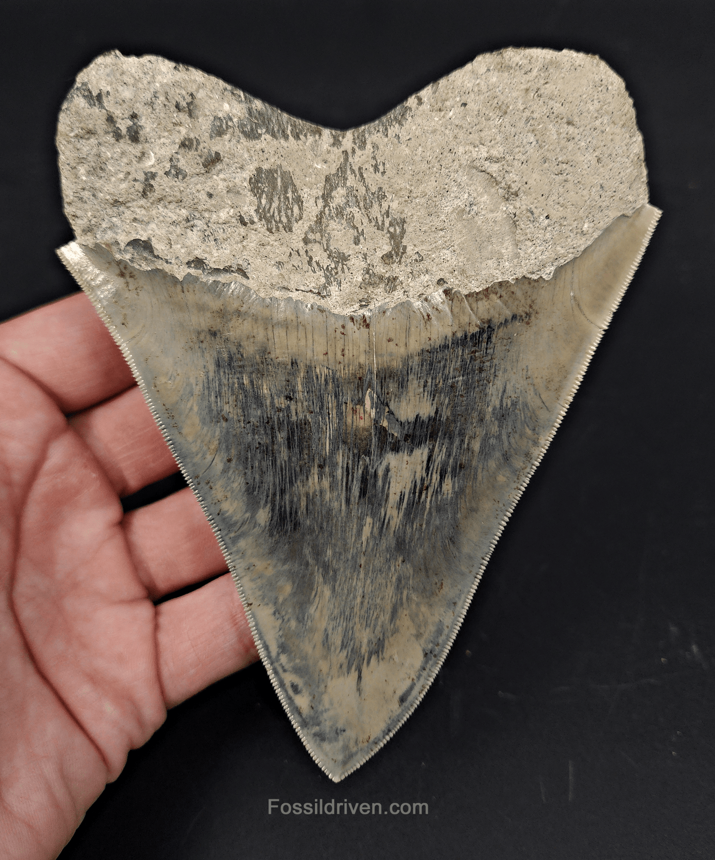 High Quality, 5.15" Fossil Megalodon Tooth - Indonesia - Fossil Driven