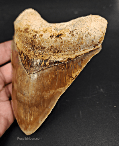 High Quality, 5.15" Fossil Megalodon Tooth - Indonesia - Fossil Driven